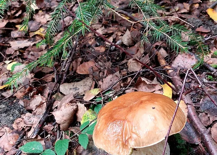 Casa de Férias Stromodomek Vlčková *
